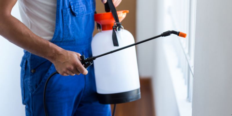 Como fazer dedetização em casa em Petrópolis