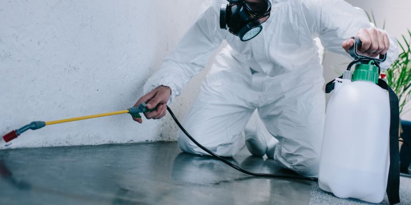 Como é Feita a Dedetização de Baratas em Petrópolis: Conheça 6 Métodos Como é feita a dedetização de baratas em Petrópolis